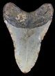 Bargain Megalodon Tooth - North Carolina #37340-2
